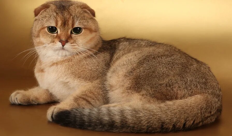 Фото из открытого источника (не мое)