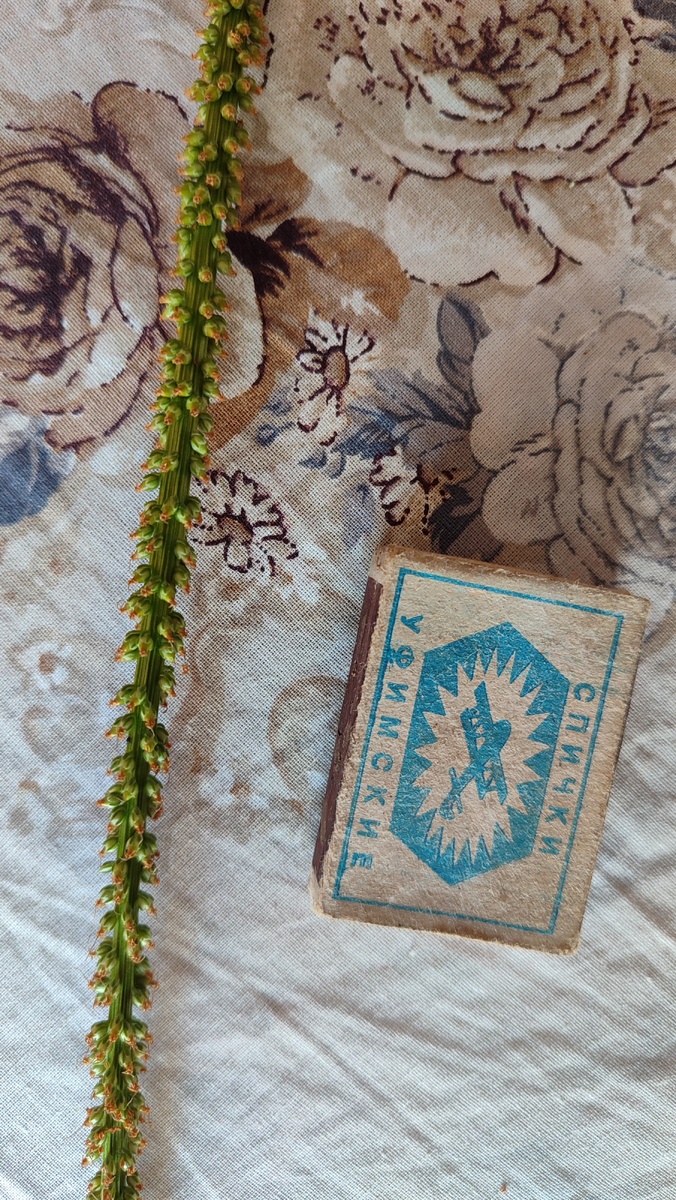 Небольшой отрезок цветоноса