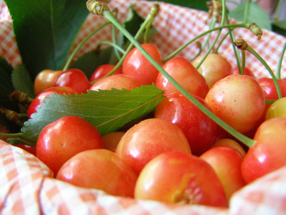 Ягоды - как одна.