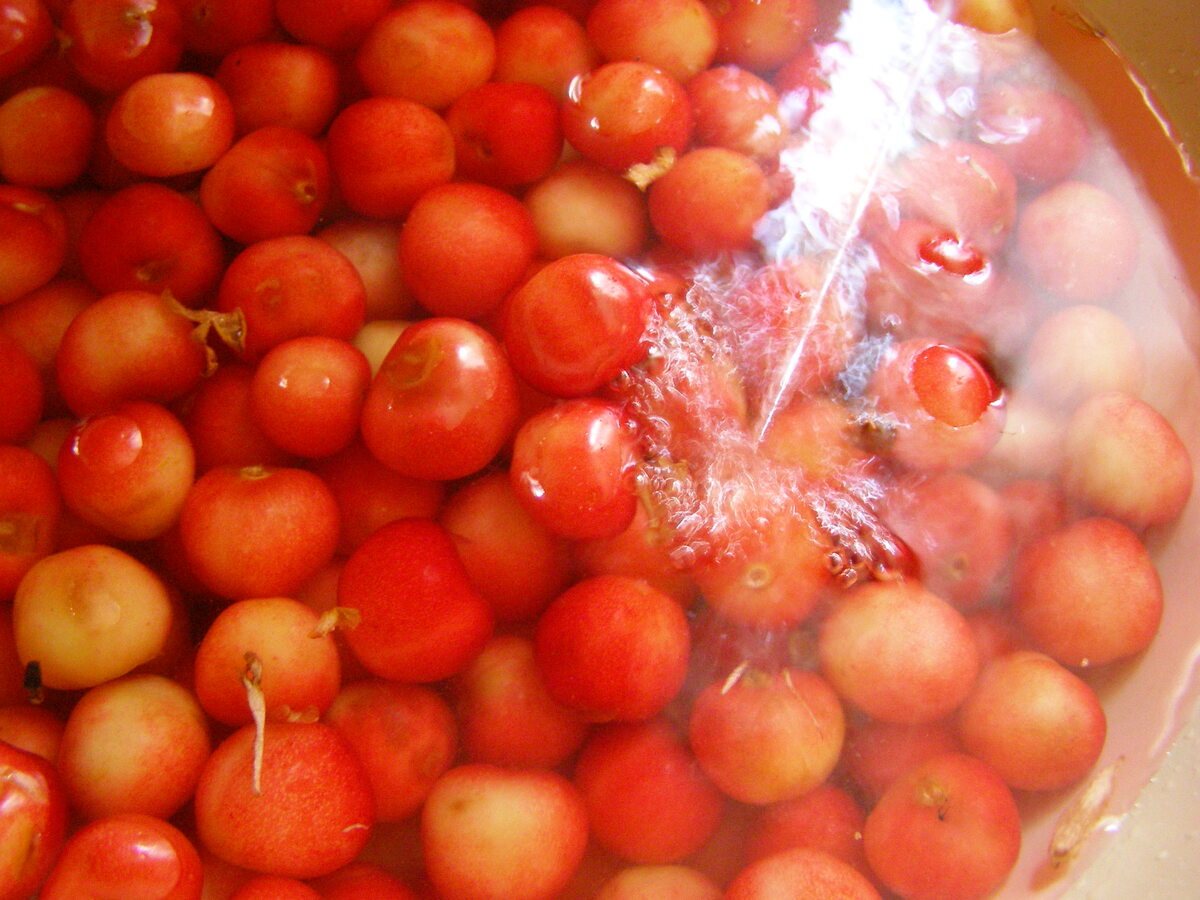 Мусор уберем, и ягоды еще раз пересмотрим.