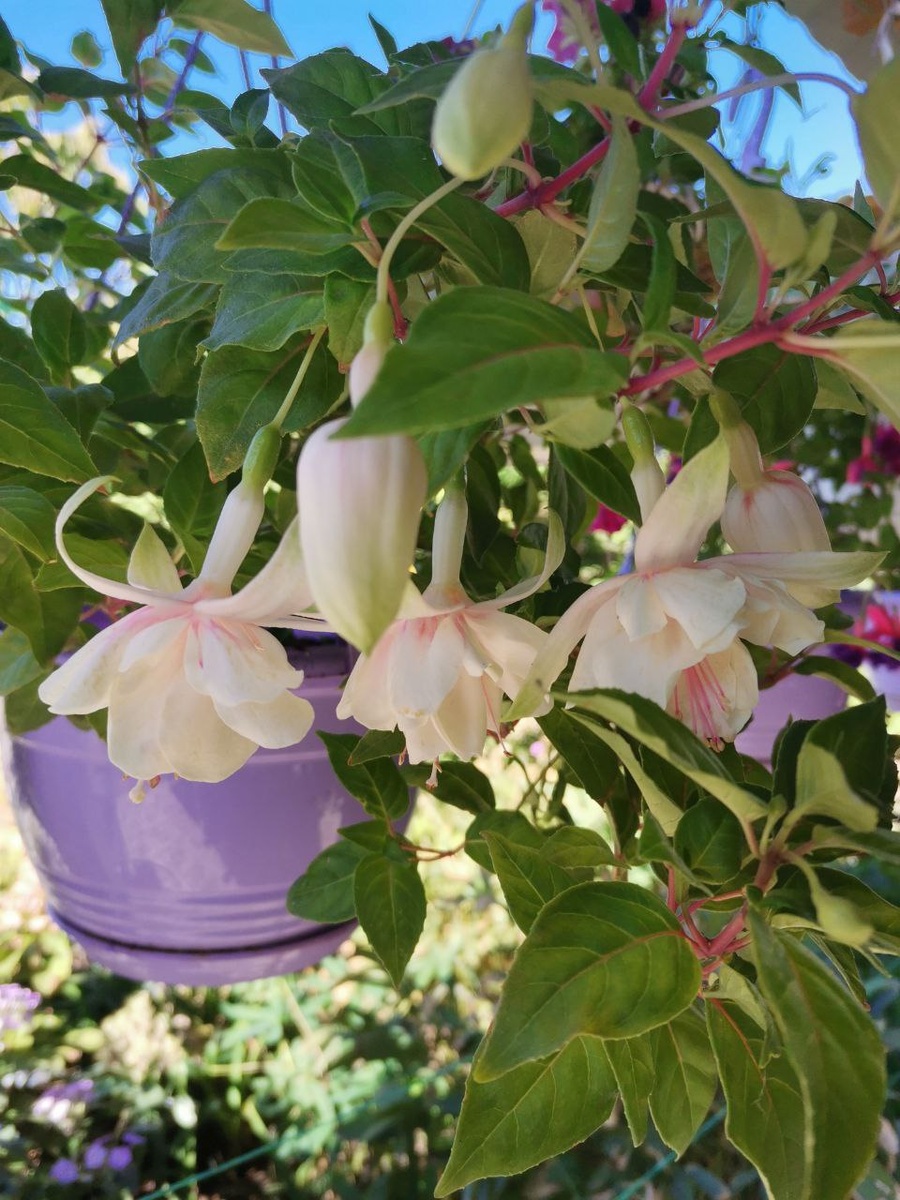 "Анабель" из моего сада