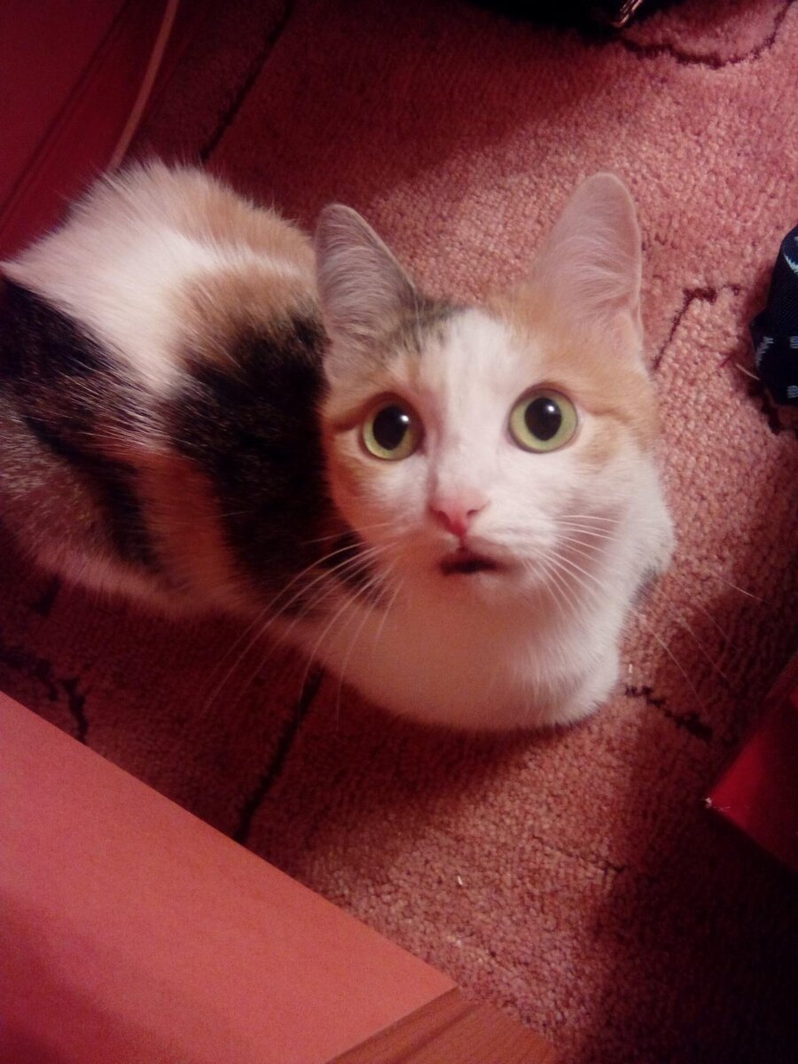 "Кошка в сапожках"автор Natali Tim