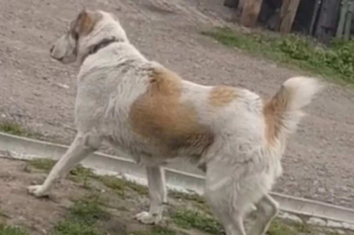    В Красноярске завели уголовное дело после нападения собаки на пенсионерку