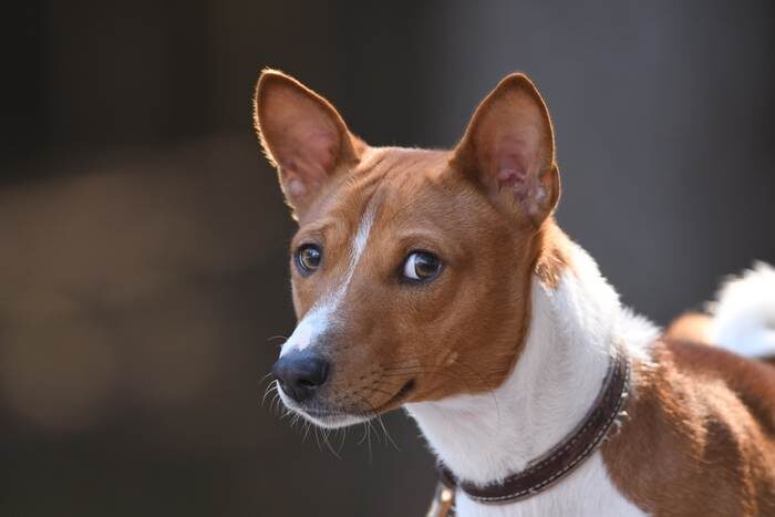 -А я точно собака, я же не лаю и шерсть...