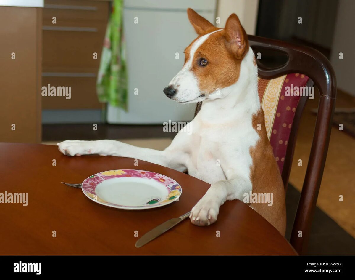 Ням-ням-терьер!