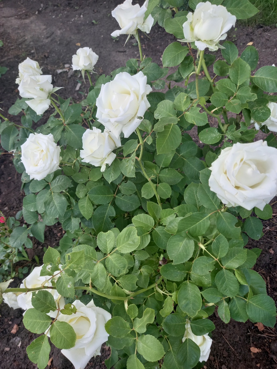 если к концу цветения листья стали бледнеть - можно и раньше начать подкормки