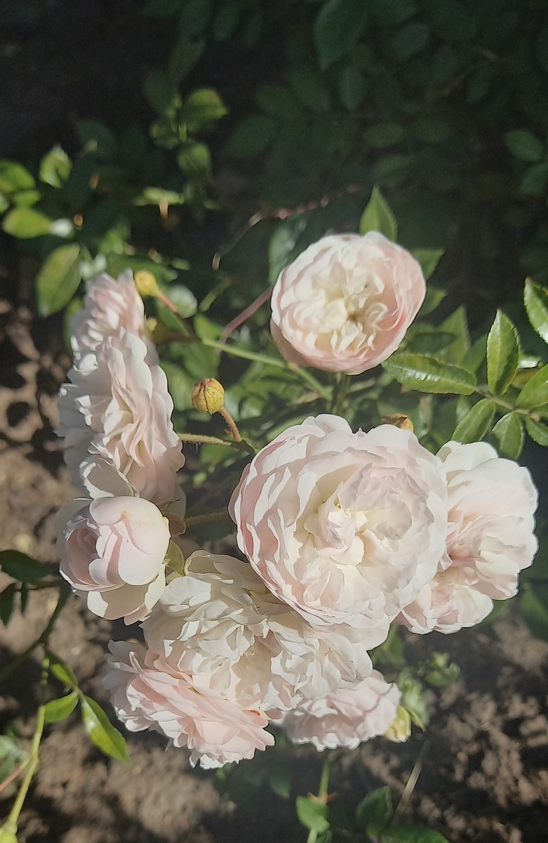 Аспирин, приобретенный в прошлом году лысым (достался последний саженец) - зацвел пышным цветом после подкормок. Кстати, оказался действительно очень выносливым и стойким - как и писала в статье - ссылка будет внизу.