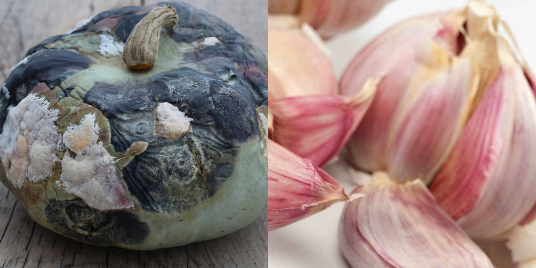 Забыл дедовскую правильную сушку чеснока и потерял 80% урожая за зиму. Восстанавливаю старинный метод из 4 этапов