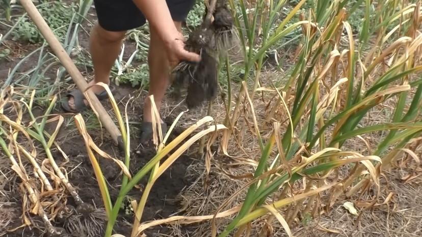 В русских деревнях чеснок выкапывали только в сухую погоду, обязательно утром. 
