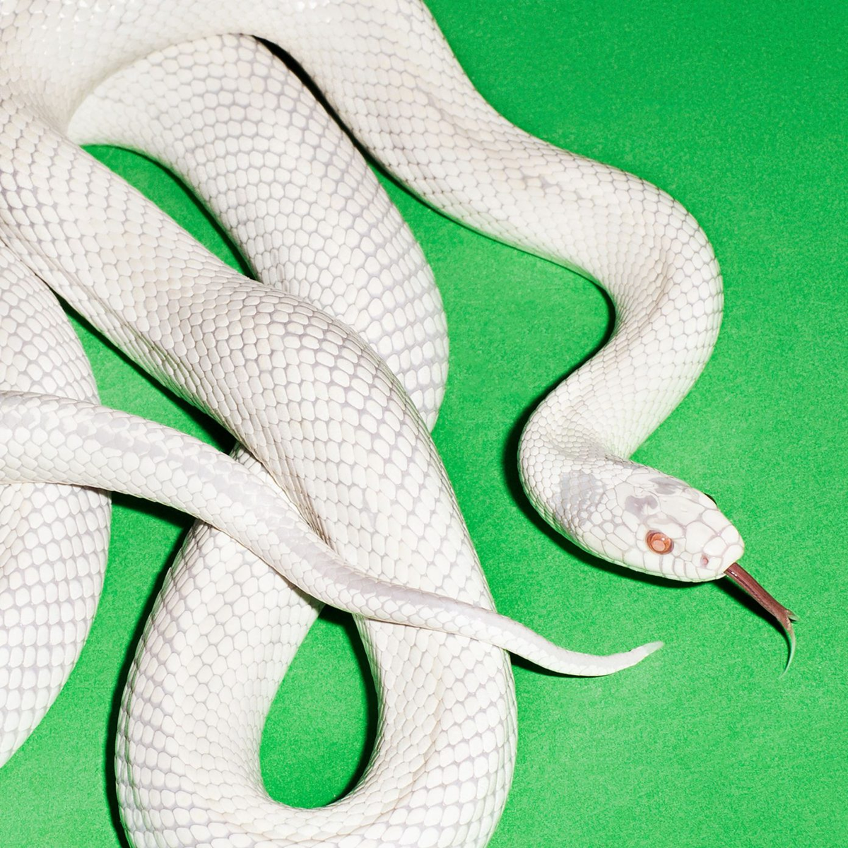 Обложка альбома Deftones «Private Music». 