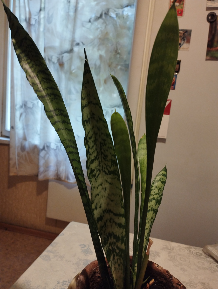 Сансевиерия, она же щучий хвост, тещин язык, дьявольское пламя, змеиная кожа.