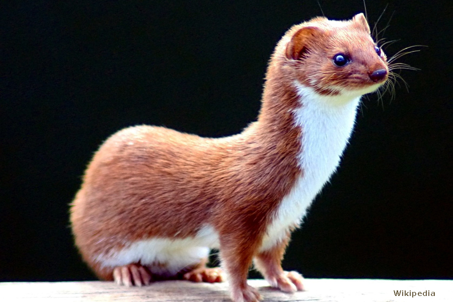 Ласка входит в число одних из самых редких млекопитающих Корейского полуострова