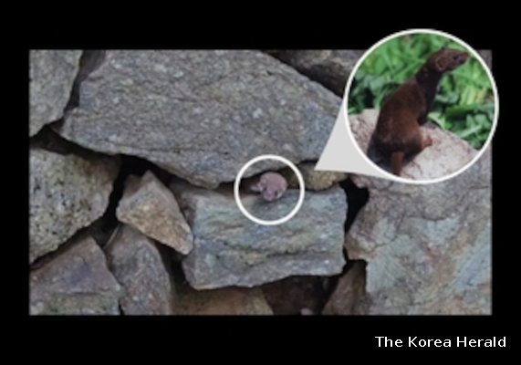 Ласка-мусан в июне 2025 года