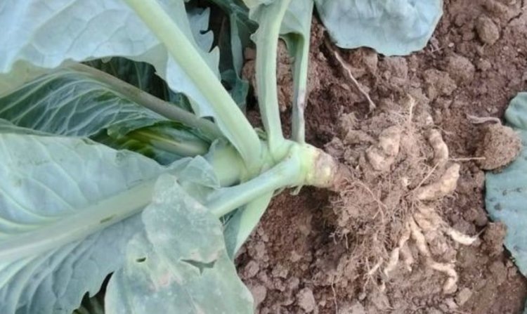    Фото: Филиал ФГБУ «Россельхозцентр» по Республике Марий Эл