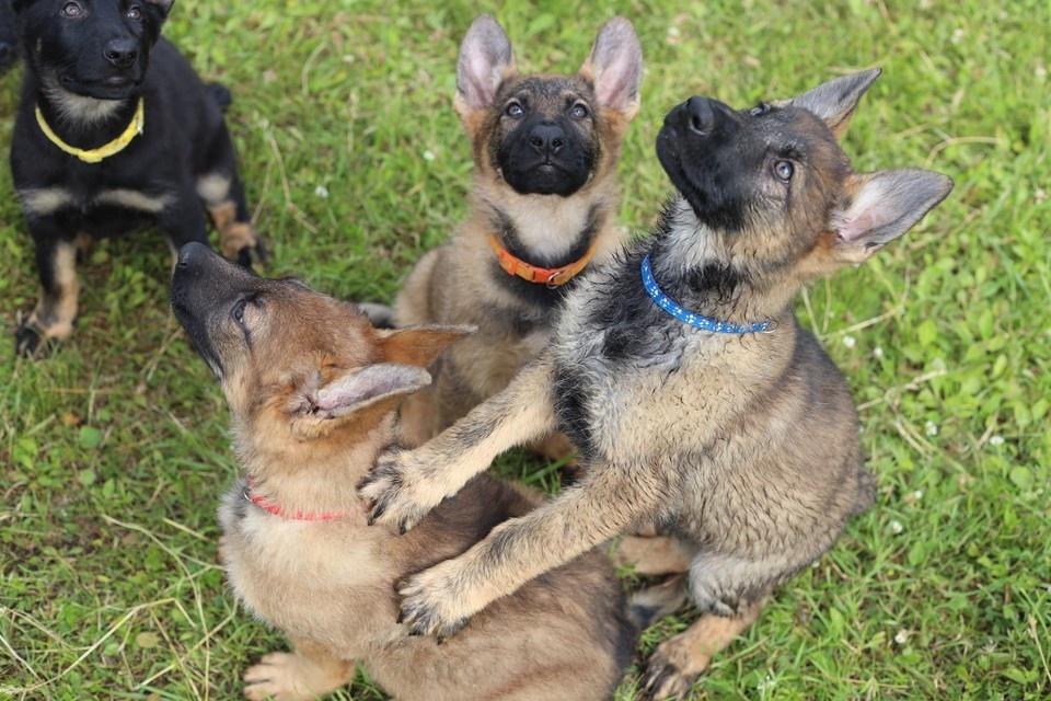    Всех ленков назвали кличками на букву «Л». Фото: УТ МВД России по СЗФО