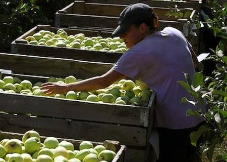    «Зачем ему русский язык яблоки собирать?» В России нехватка сезонных рабочих