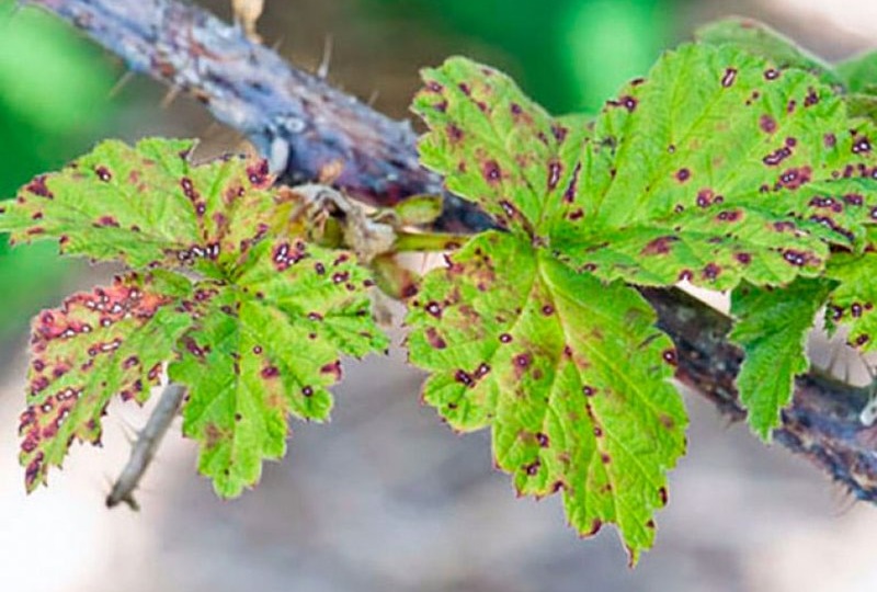 Антракноз - старший брат фитофторы: как защитить сад и огород от беспощадного грибка