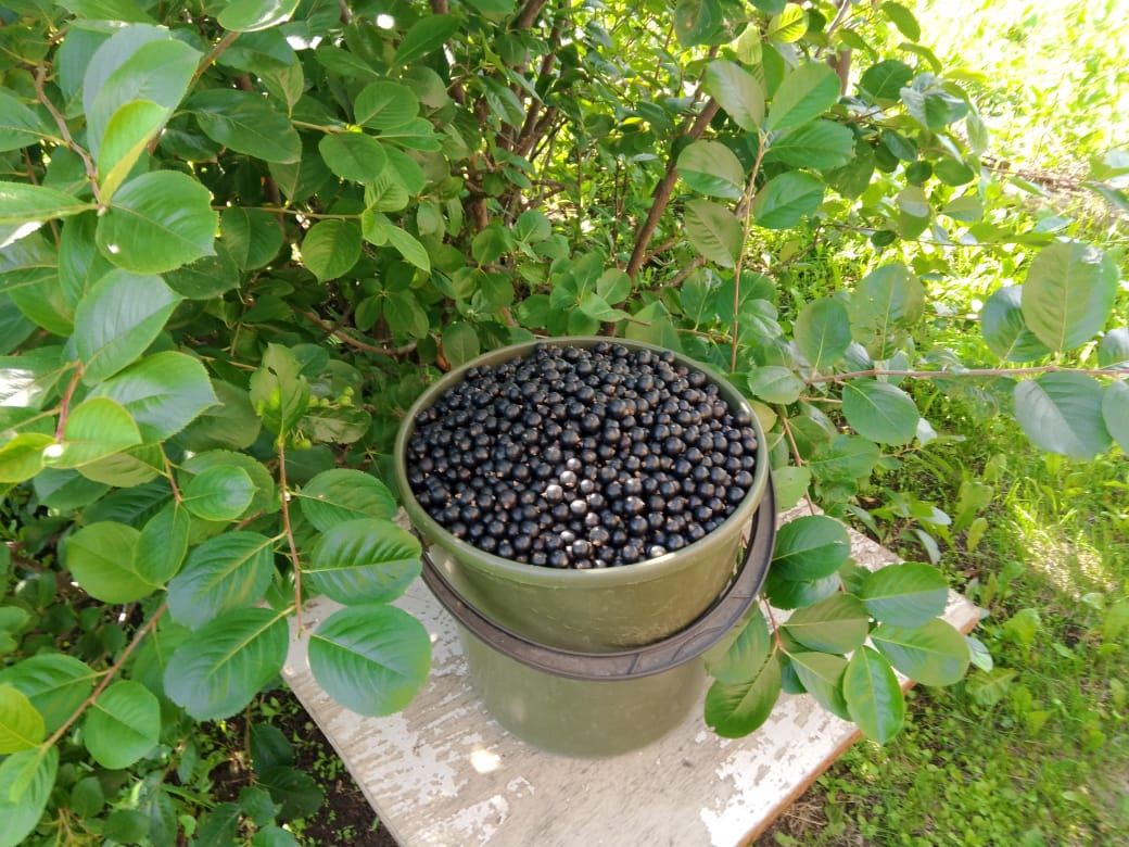 14 июля - День смородины