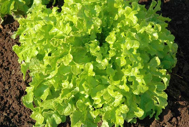 Второй урожай: что ещё можно посеять в июле