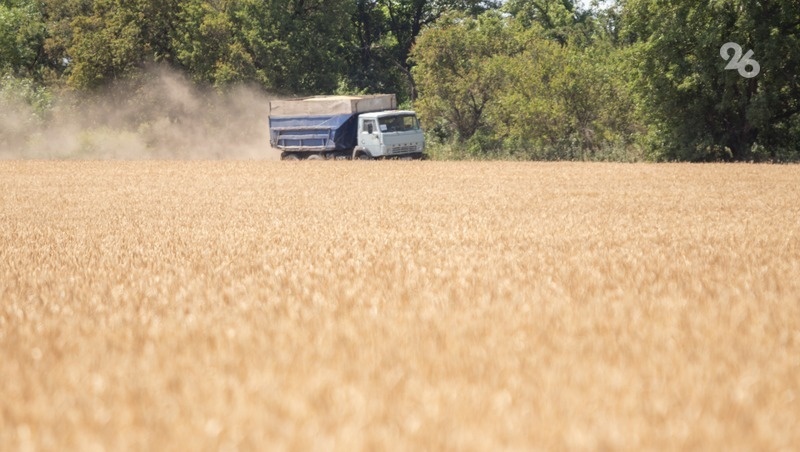    850 тыс. тонн зерна планируют собрать в Ипатовском округе Фото: ИА «Победа26»