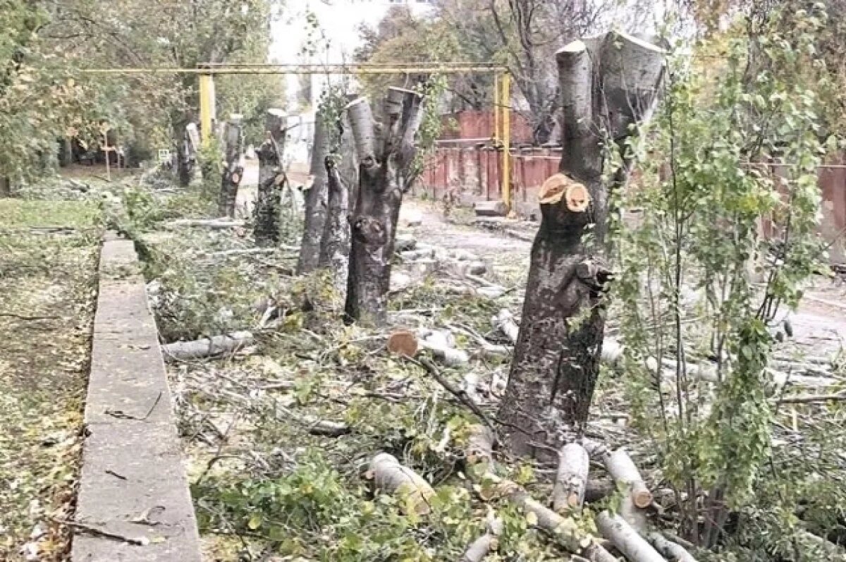    Жителям Феодосии объяснили причину вырубки деревьев в Морском саду