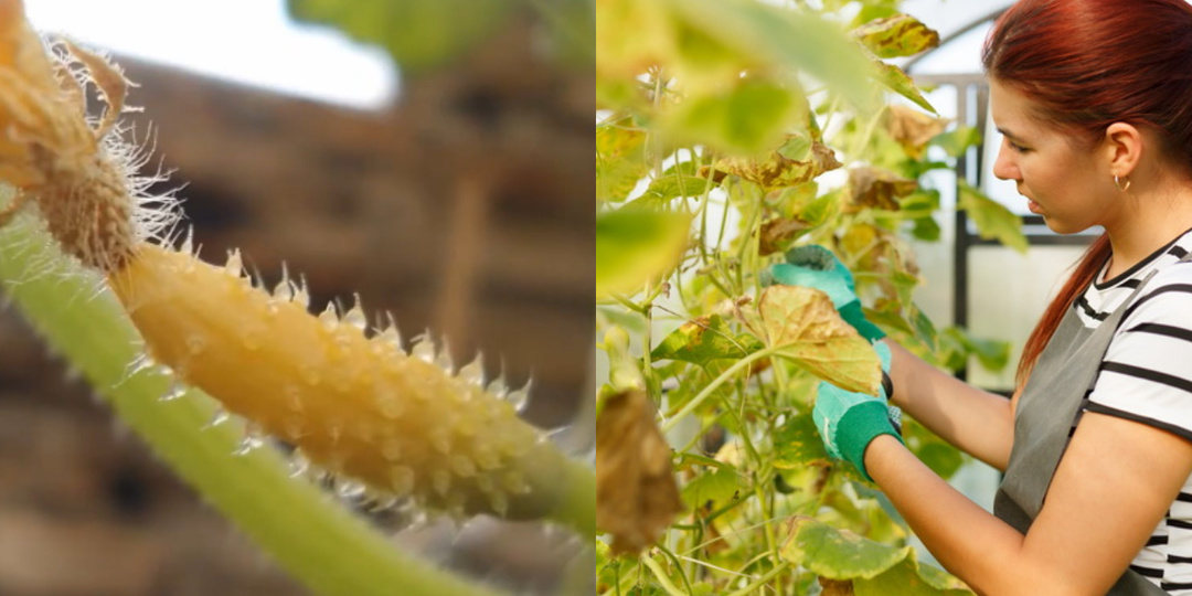 Поливаю засыхающие огурцы копеечным средством каждые 4 дня. Пока есть в продаже — завязей нарастет в 2 раза больше