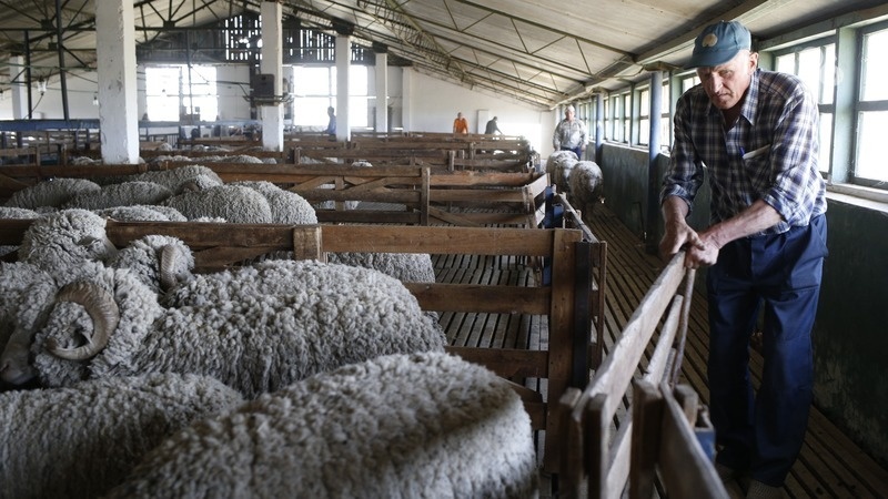   Ставропольские овцеводы настригли более 2,2 тыс. тонн шерсти Фото: ИА «Победа26»