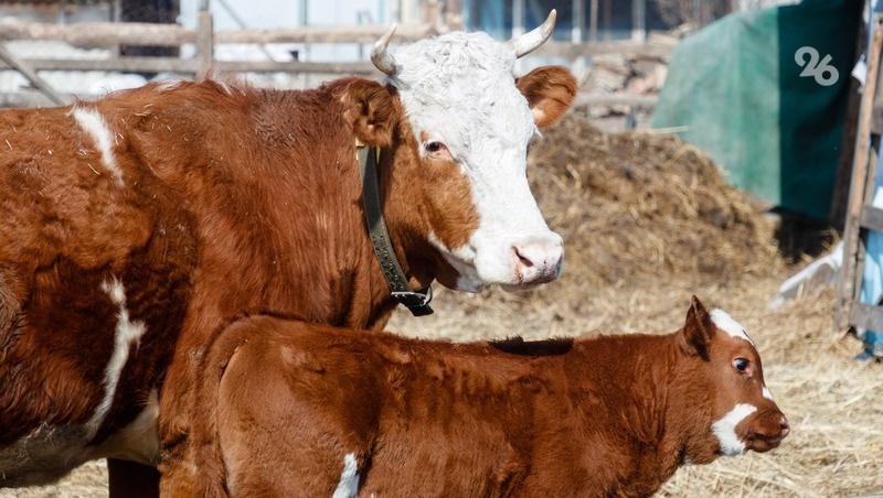    Жители Ипатовского округа развивают ЛПХ за счёт соцконтрактов Фото: ИА «Победа26»