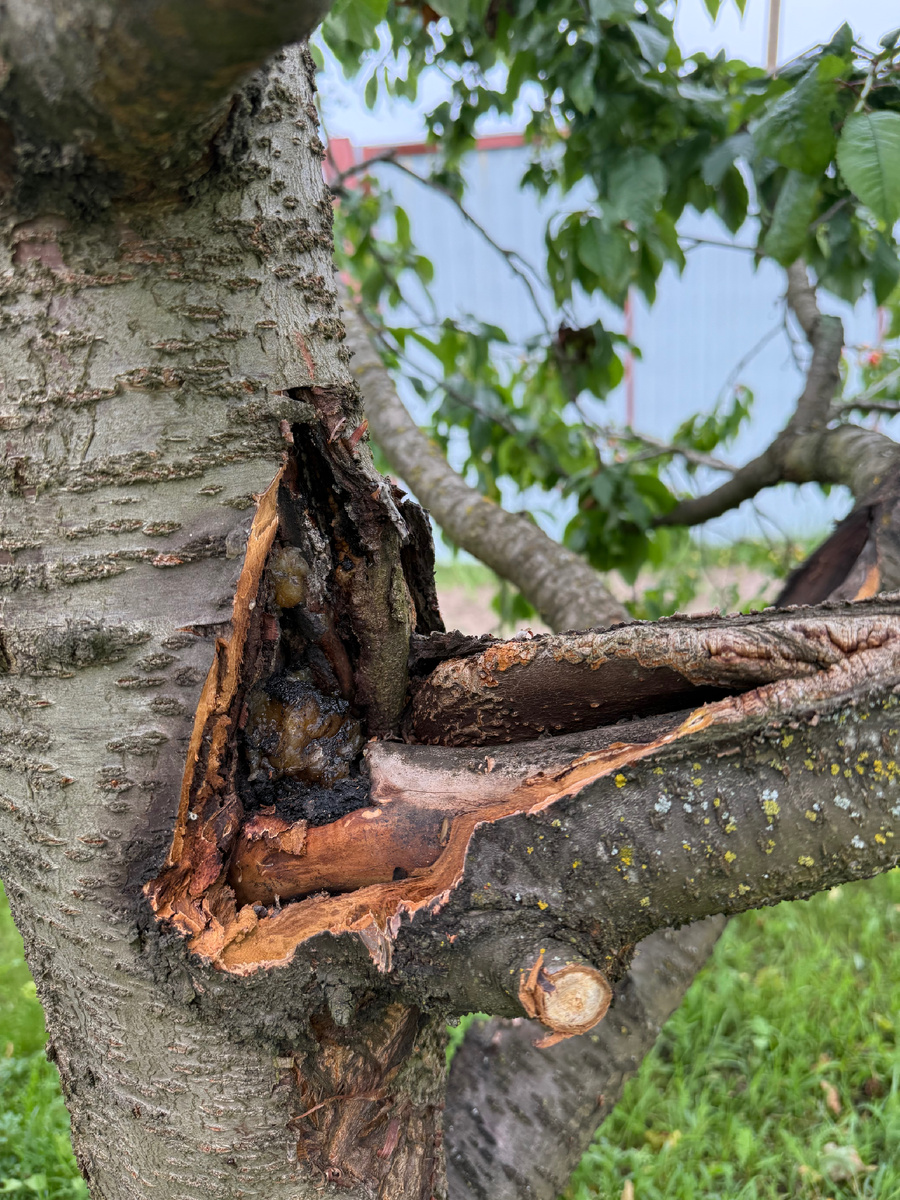 На этом фото хорошо виден смоляной наплыв