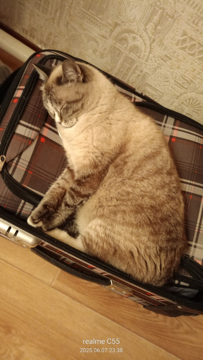 Вот Буся с первого дня решила, что раз у неё в доме появился мой чемодан, значит это для неё 😄. И так его полюбила💕. Я даже готова была чемодан ей подарить, но мне надо было ещё ехать дальше - в Тюмень и Тобольск.  