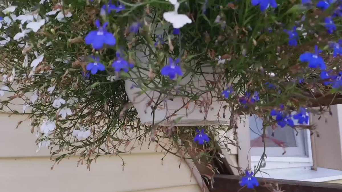 Внизу видны уже засохшие цветы. 