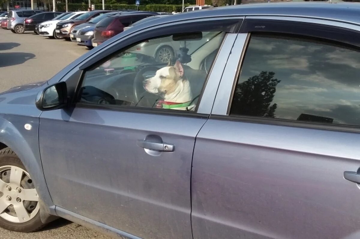    Автоэксперт Ладушкин раскрыл риски неправильной перевозки животных в машине