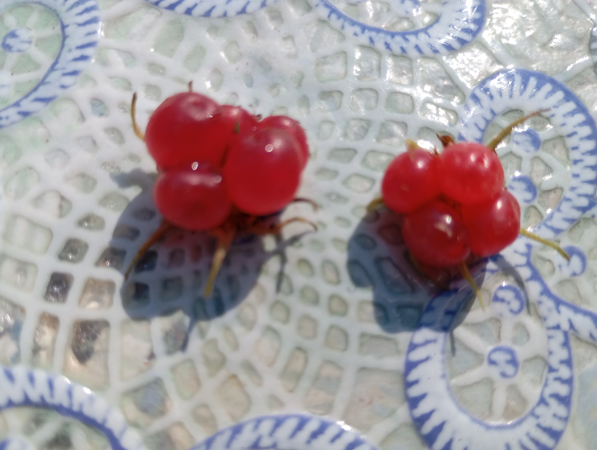 Княженика фото автора.