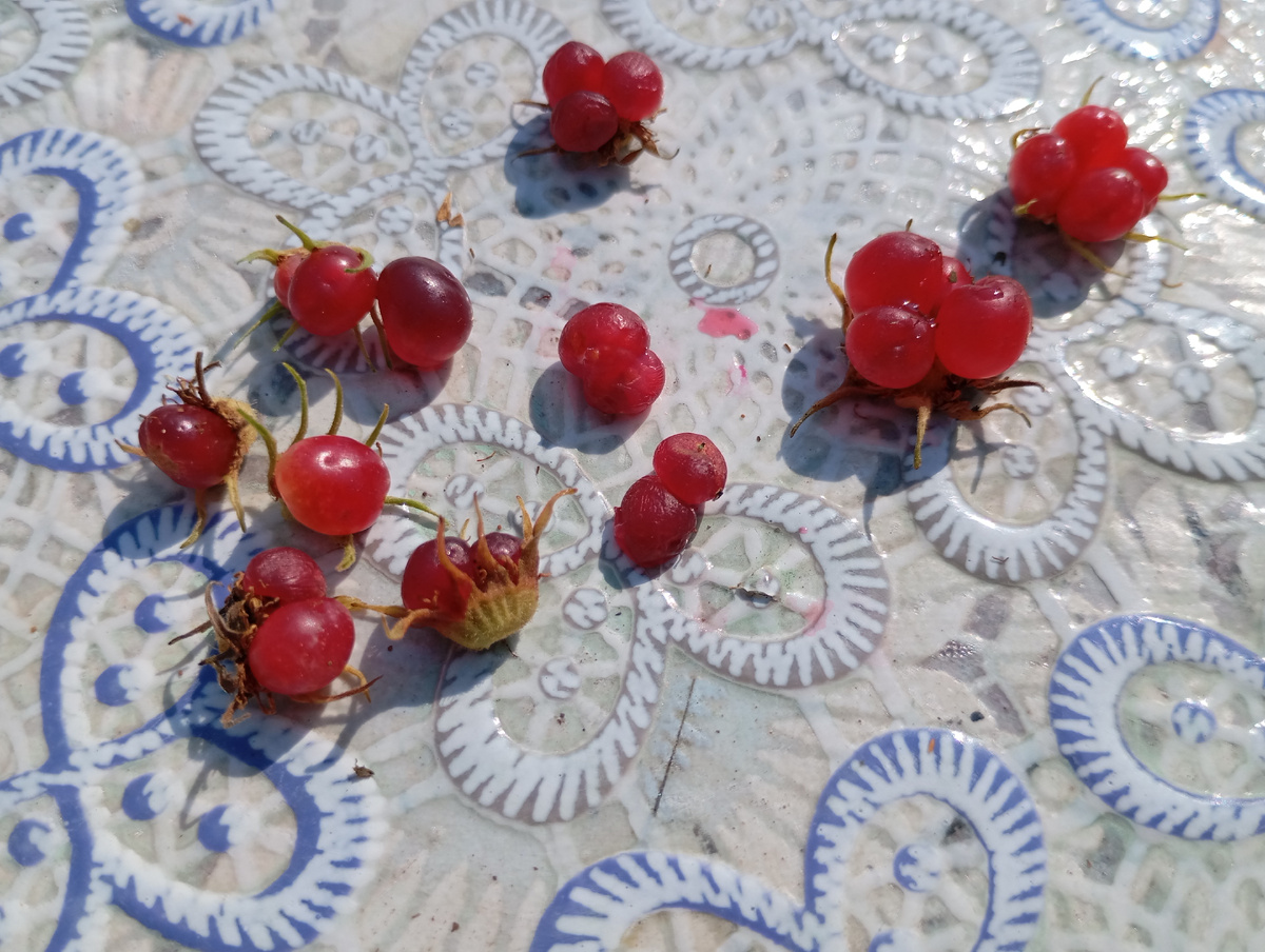 Княженика фото автора.