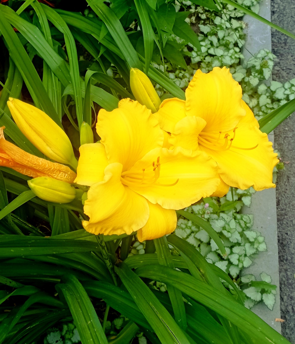 Просто люблю желтый цвет. Фото автора