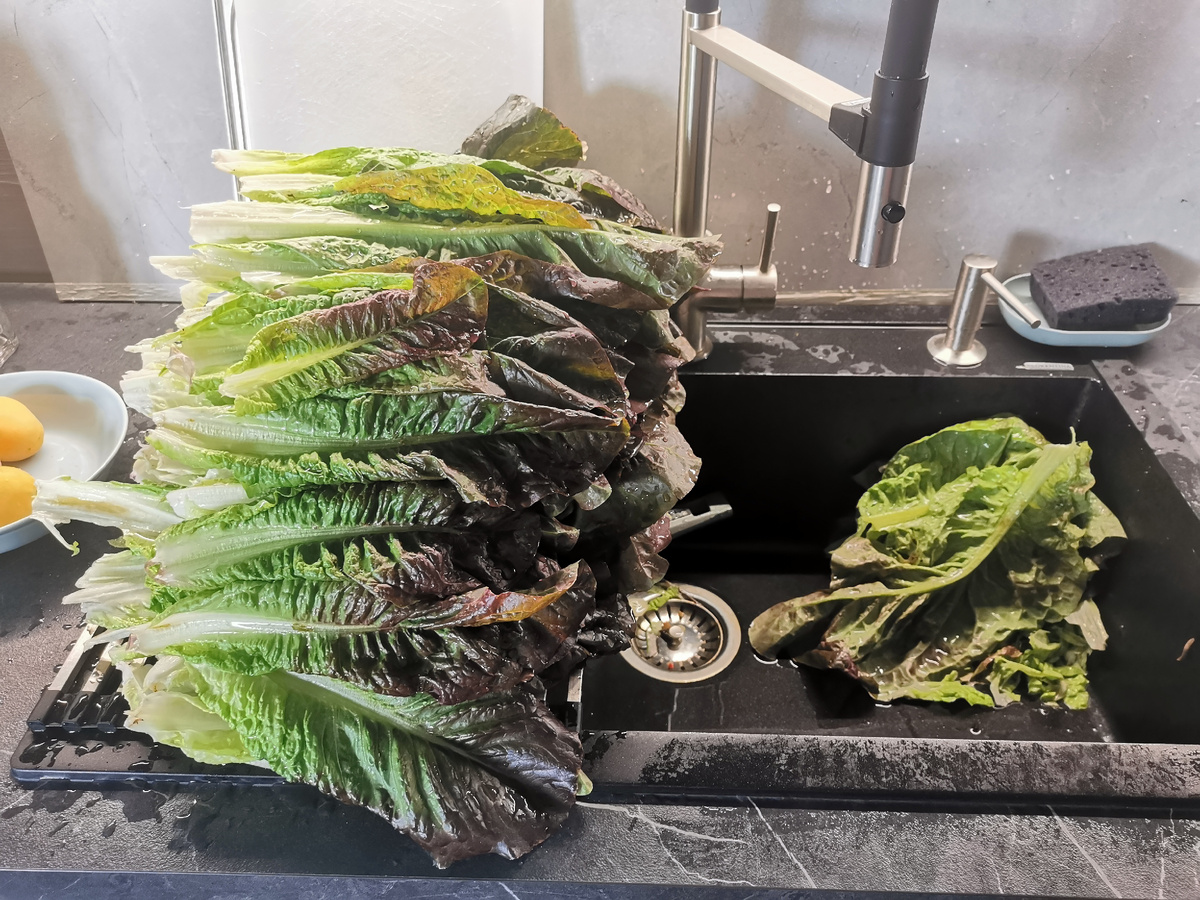 Салат Мишутка, сортотип Ромен