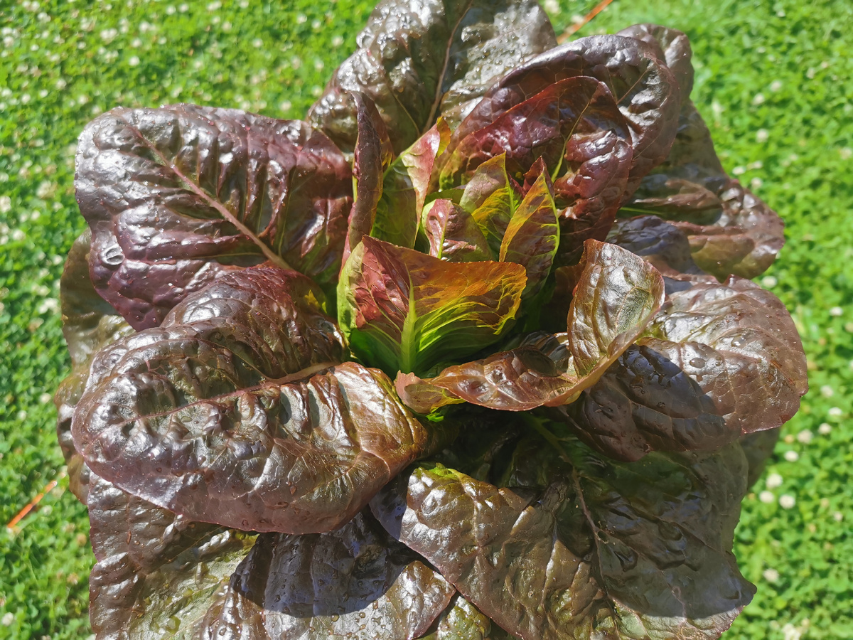 Салат мишутка вырос просто гигантским