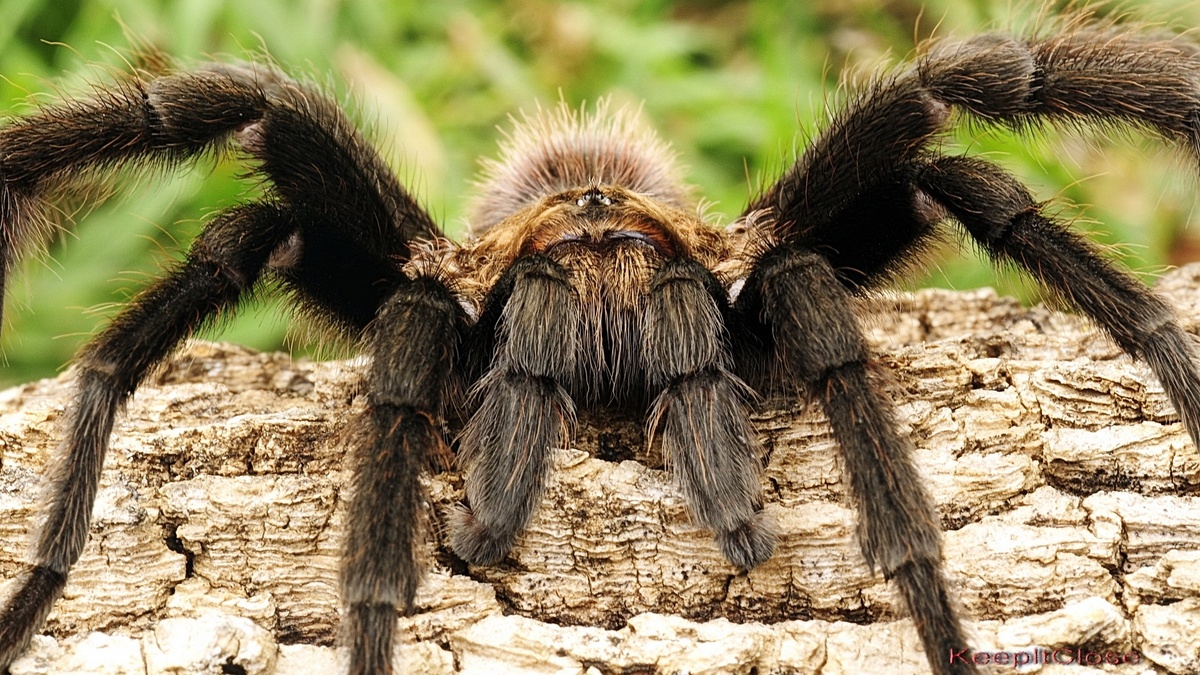 Фото с сайта: https://naked-science.ru/article/paleontology/uchenye-vyyasnili-kak-vyglyadel?amp