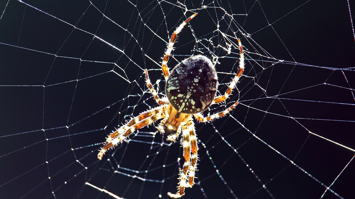 Фото с сайта: https://www.zastavki.com/eng/Animals/Insects/wallpaper-153363-23.htm