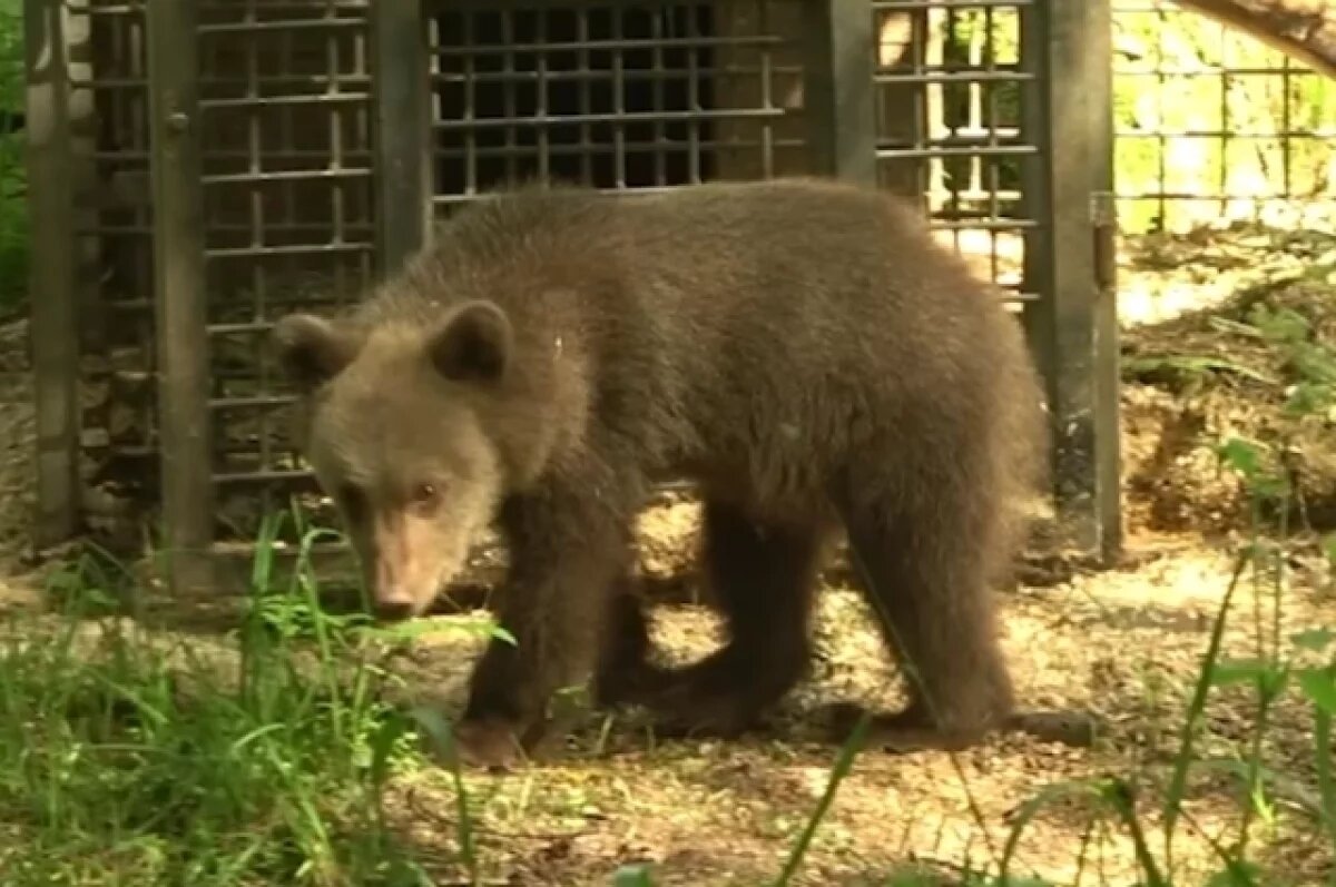    Спасённой в Пермском крае медведице-сироте выбрали имя