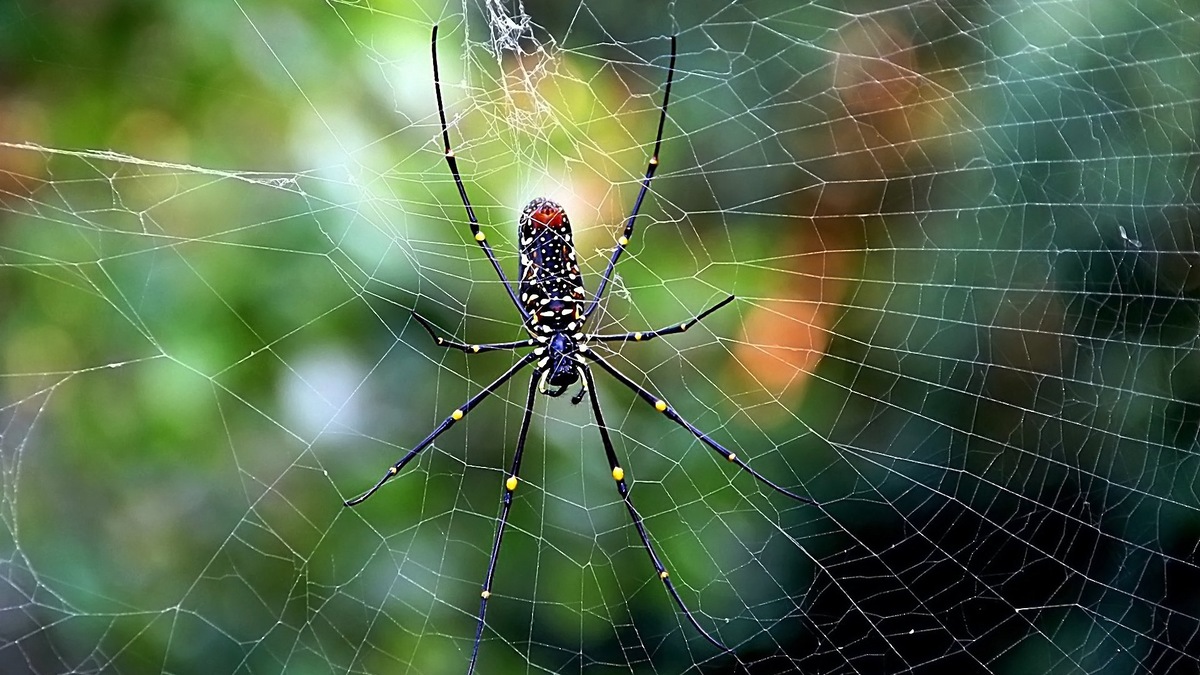 Паук вязальщик, фото с сайта: https://animals.pibig.info/18467-pauk-zolotoprjad.html