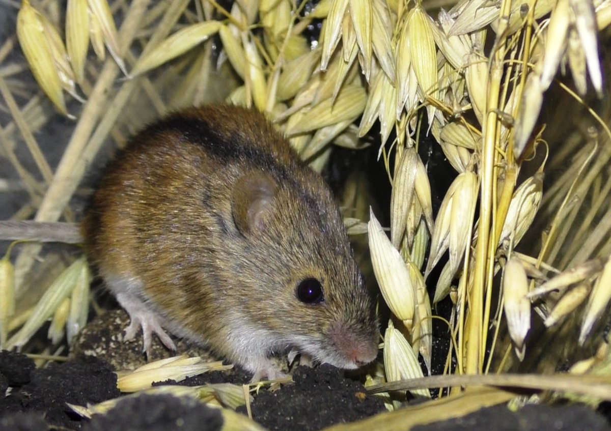 Сокровище наше - полевая мышь