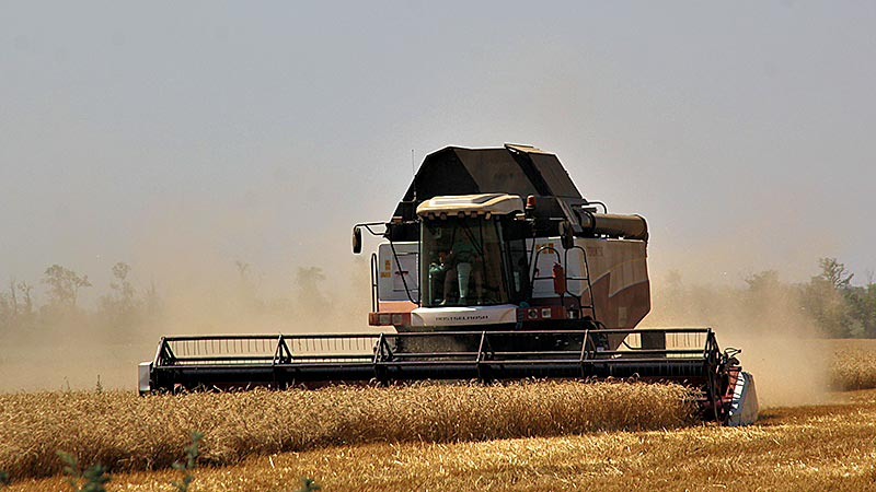    Больше трети хлебов скошено