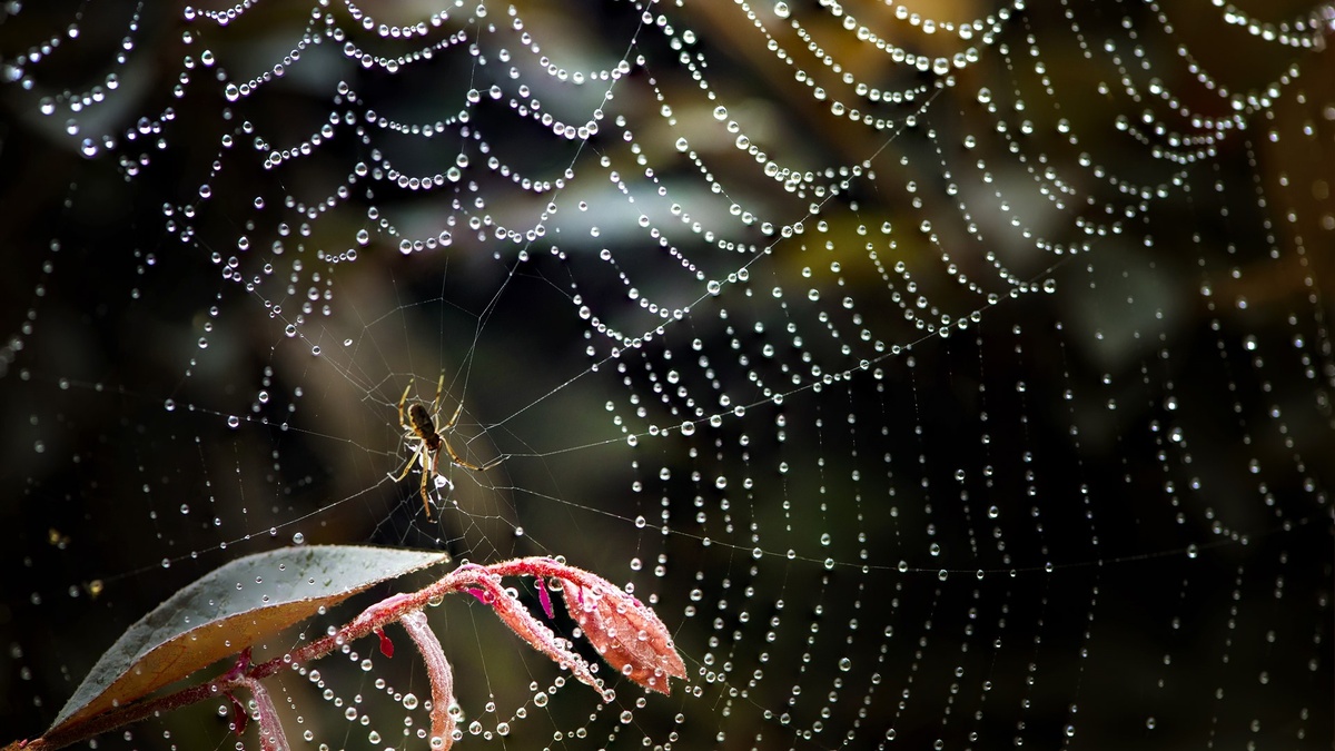 Фото с сайта: https://es.best-wallpaper.net/Insect-spider-dew-water-droplets-leaves_wallpapers.html
