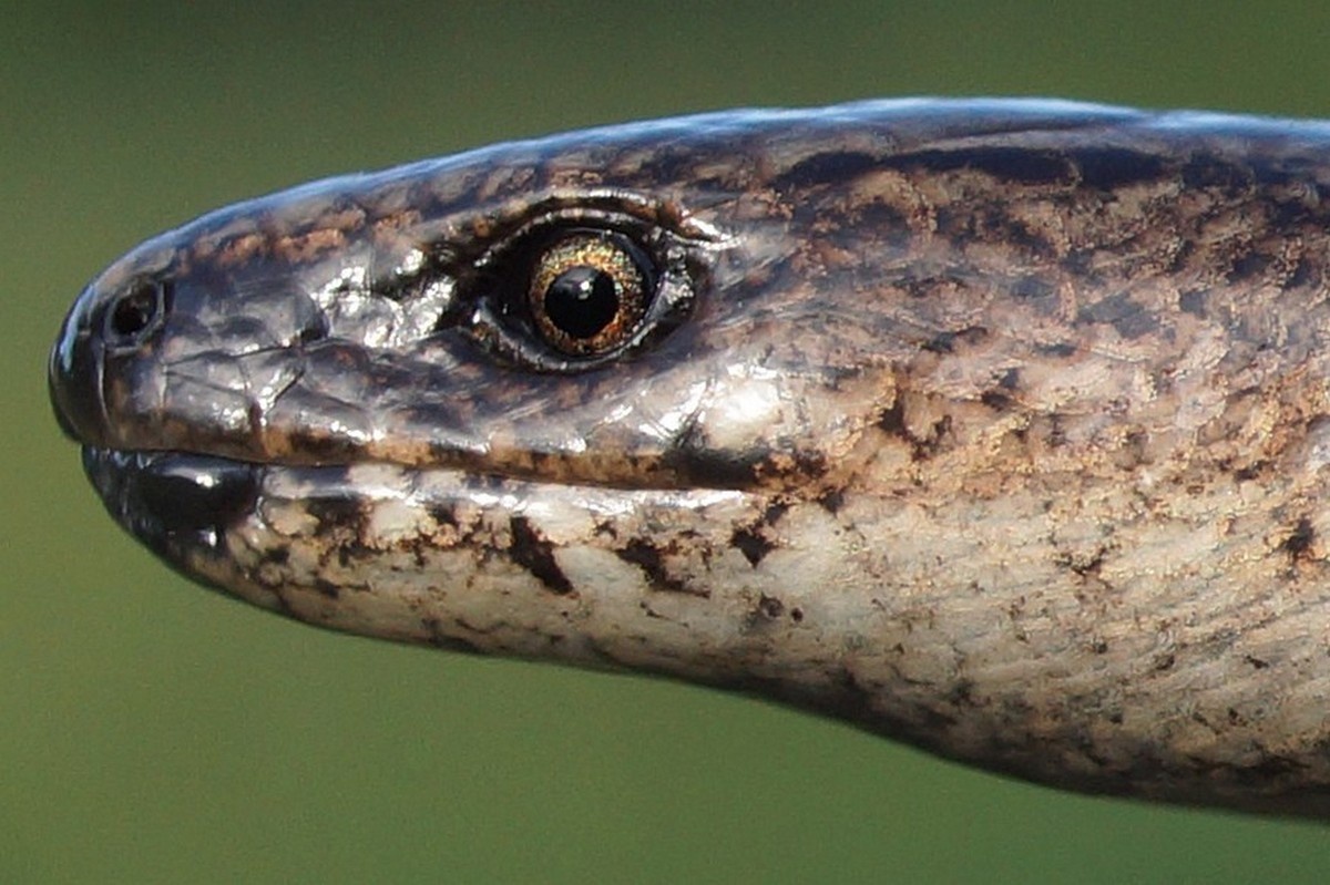 У веретениц, в отличие от змей, подвижные веки. Фото Sergei A. Antipov, inaturalist.org