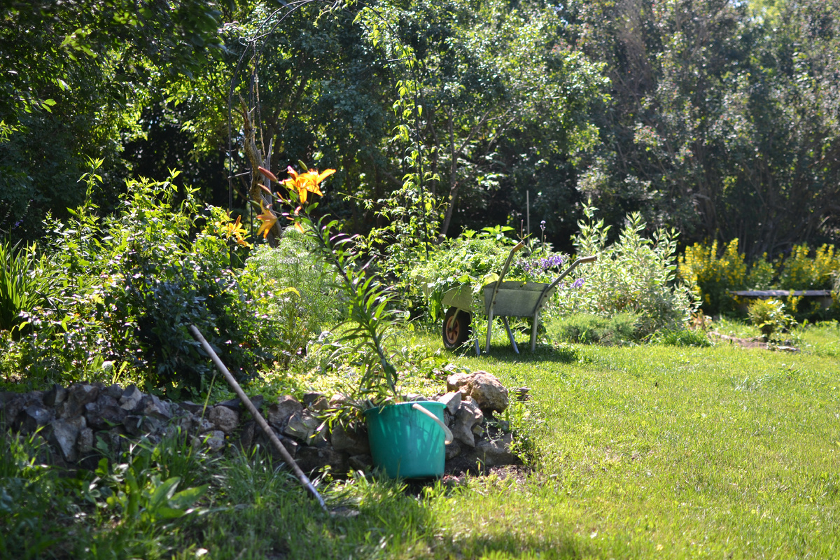 Лилия в ведре, утро, солнце, потому художественных фоток не будет 