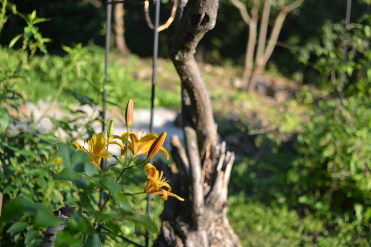 Лилия на новом месте