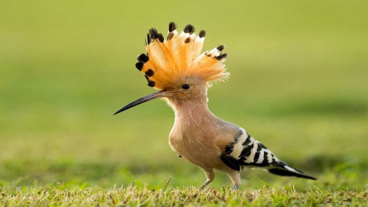 По мусульманским представлениям, удод - это король птиц. А как же иначе? У него ведь есть корона!