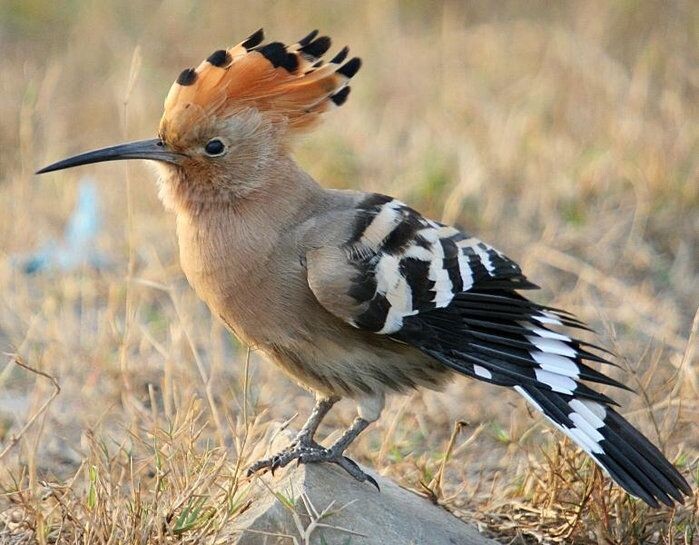 Берите пример с удода! У него нет косметики, зато вид - шикарный!