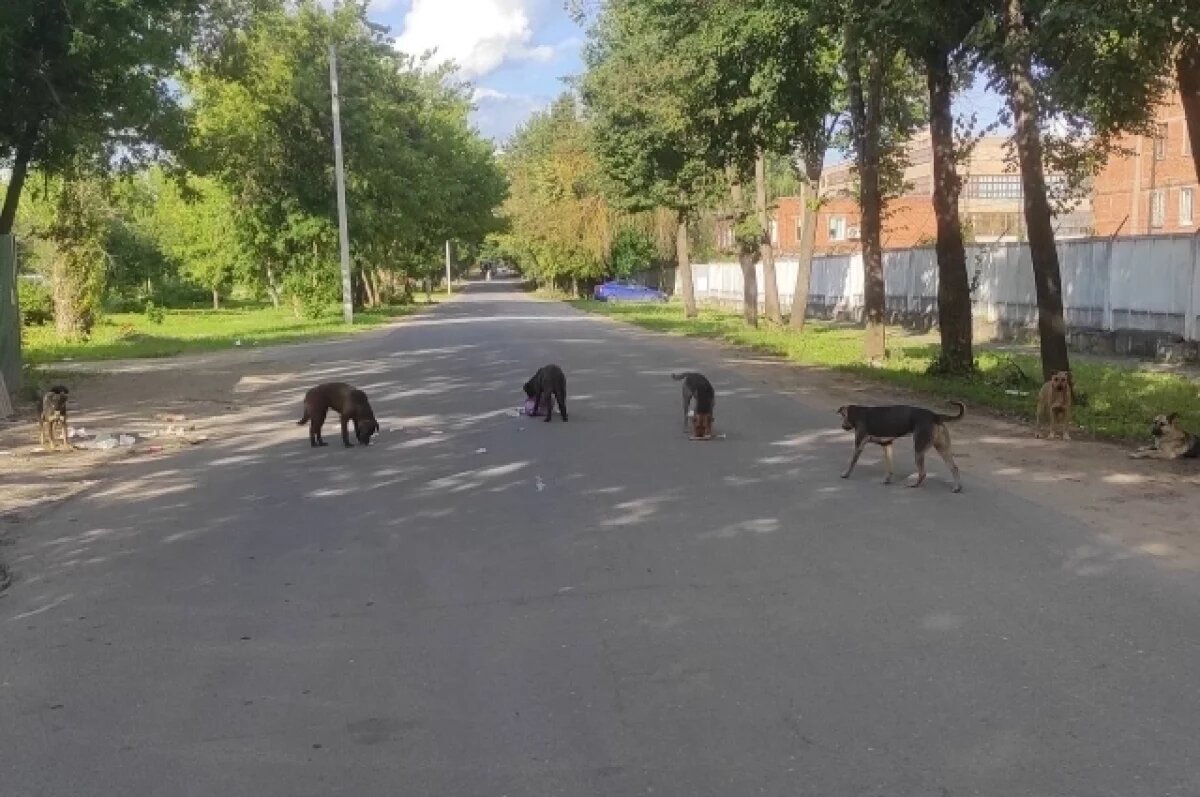    Чипирование уменьшит количество бродячих собак в Тульской области - эксперт